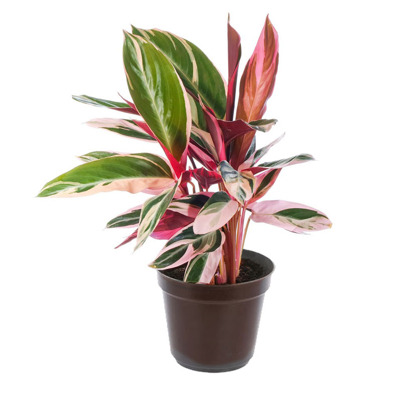 کالاتیا سه رنگ